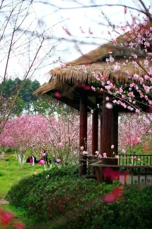 虫虫助手下载